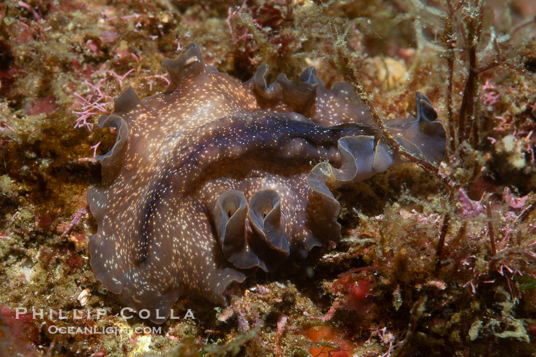 Marine flatworm, Pseudoceros sp., Sea of Cortez, Mexico. Islas San Lorenzo, Baja California, Pseudoceros sp, natural history stock photograph, photo id 40450