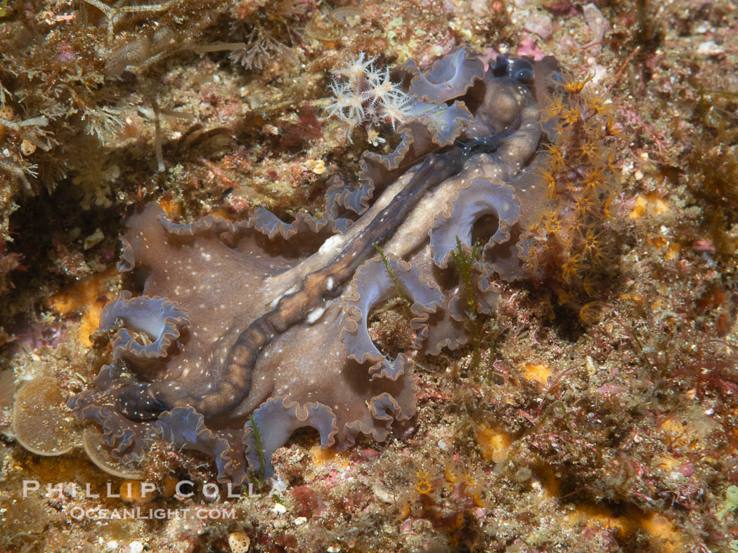 Marine flatworm, Pseudoceros sp., Sea of Cortez, Mexico. Islas San Lorenzo, Baja California, Pseudoceros sp, natural history stock photograph, photo id 40458