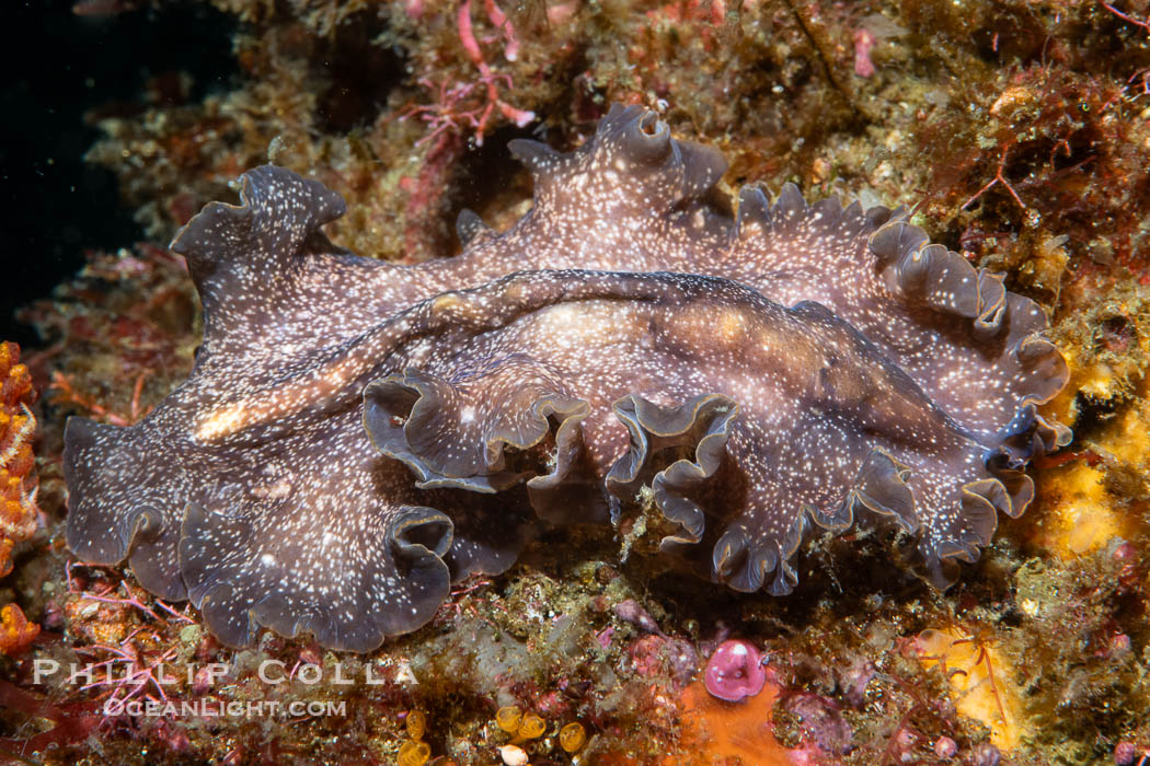 Marine flatworm, Pseudoceros sp., Sea of Cortez, Mexico. Islas San Lorenzo, Baja California, Pseudoceros sp, natural history stock photograph, photo id 40462