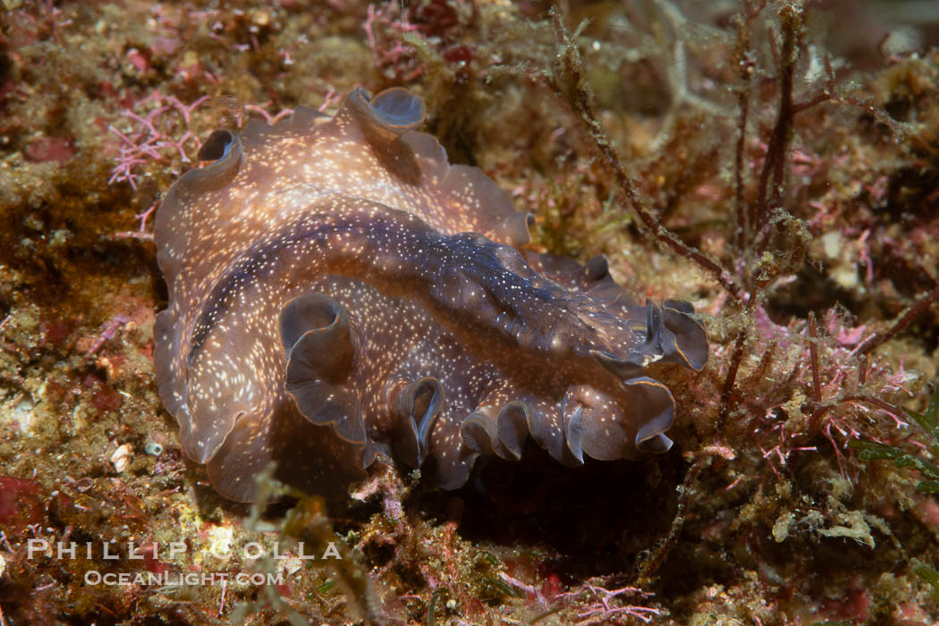 Marine flatworm, Pseudoceros sp., Sea of Cortez, Mexico. Islas San Lorenzo, Baja California, Pseudoceros sp, natural history stock photograph, photo id 40451