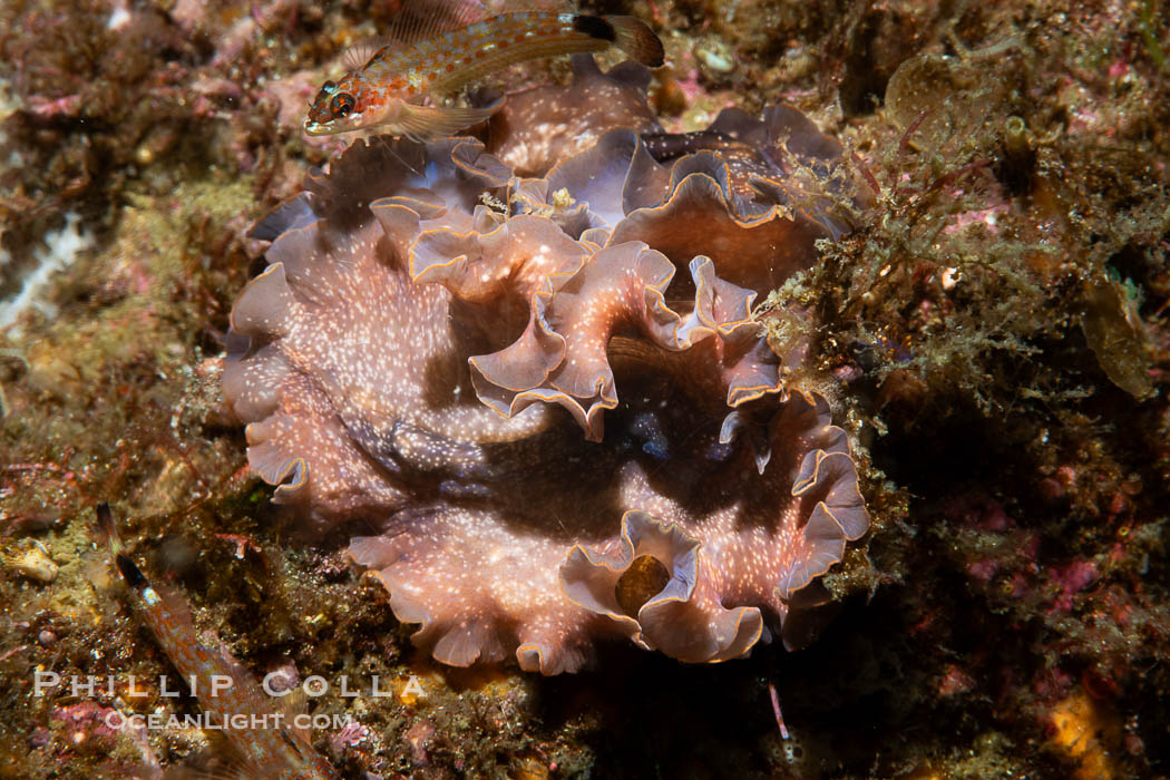 Marine flatworm, Pseudoceros sp., Sea of Cortez, Mexico. Islas San Lorenzo, Baja California, Pseudoceros sp, natural history stock photograph, photo id 40459