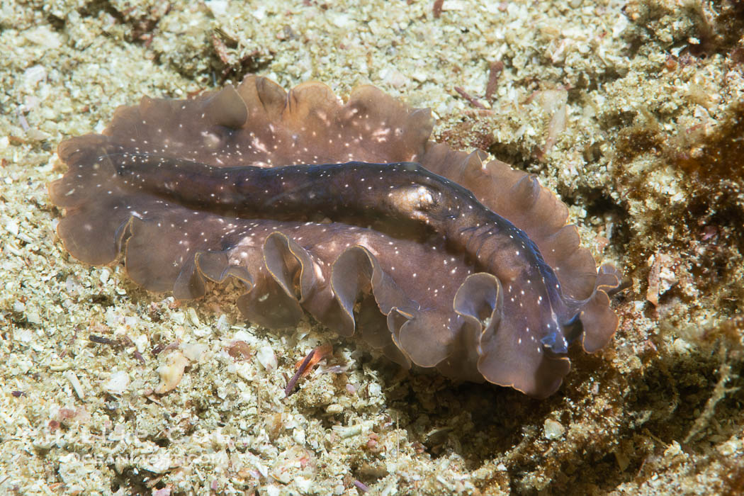 Marine flatworm, Pseudoceros sp., Sea of Cortez, Mexico. Islas San Lorenzo, Baja California, Pseudoceros sp, natural history stock photograph, photo id 40449