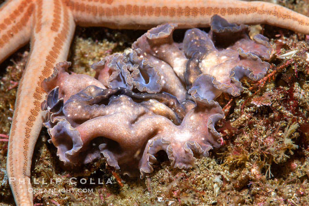 Marine flatworm, Pseudoceros sp., Sea of Cortez, Mexico. Islas San Lorenzo, Baja California, Pseudoceros sp, natural history stock photograph, photo id 40461