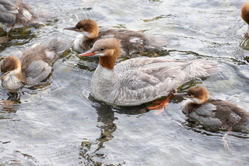 Merganser, adult and chicks. Brooks River, Katmai National Park, Alaska, USA, natural history stock photograph, photo id 17385