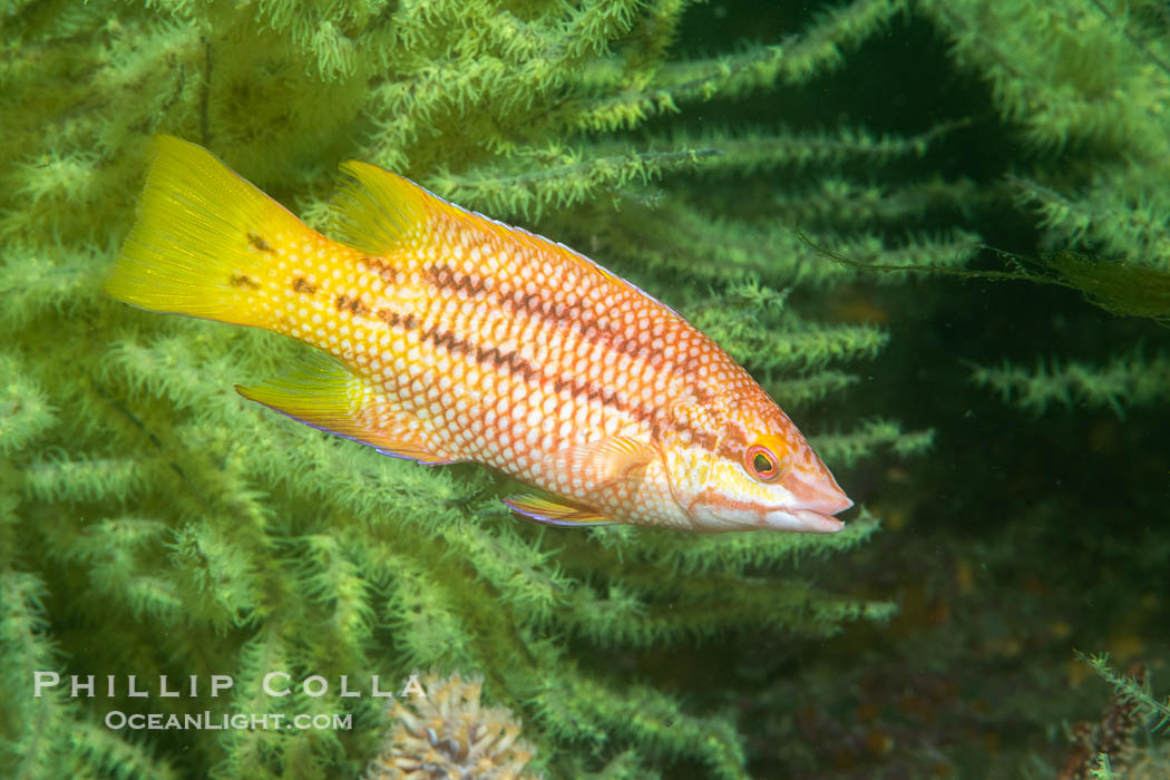 Mexican hogfish, female coloration, Isla de la Guarda, Sea of Cortez, Baja California, Mexico, Bodianus diplotaenia, Isla Angel de la Guarda