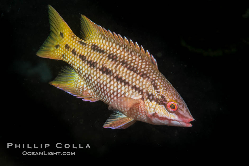 Mexican hogfish, female coloration, Islas San Lorenzo, Sea of Cortez, Baja California, Mexico., Bodianus diplotaenia, natural history stock photograph, photo id 40432