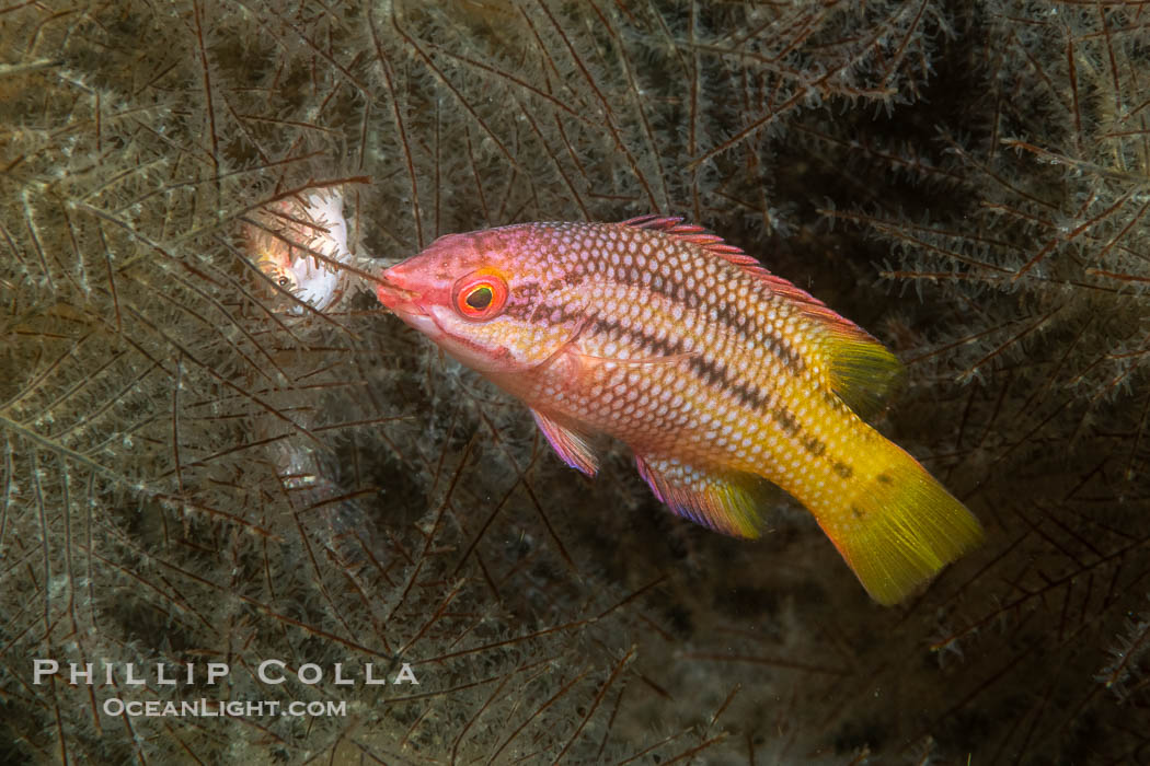 Mexican hogfish, female coloration, Isla de la Guarda, Sea of Cortez, Baja California, Mexico, Bodianus diplotaenia, Isla Angel de la Guarda