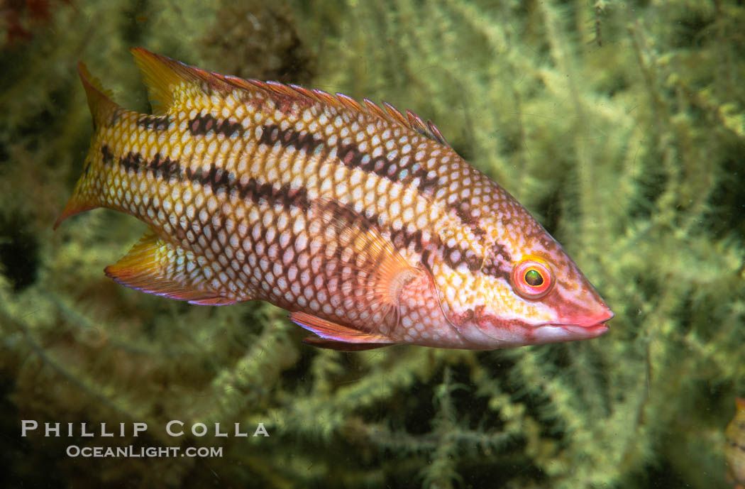 Mexican hogfish, female coloration, Islas San Lorenzo, Sea of Cortez, Baja California, Mexico., Bodianus diplotaenia, natural history stock photograph, photo id 40433