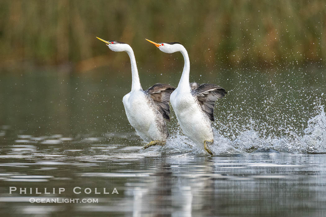 An unusual mixed-species pair of grebes rushing, Western Grebe on left and Clark's Grebe on right. In this spectacular courtship behavior, the grebes beat their feet so rapidly they literally run over the surface of the water, Aechmophorus occidentalis, Aechmophorus clarkii, Lake Wohlford, Escondido, California