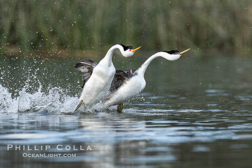 An unusual mixed-species pair of grebes rushing, Western Grebe on right and Clark's Grebe on left. In this spectacular courtship behavior, the grebes beat their feet so rapidly they literally run over the surface of the water, Aechmophorus occidentalis, Aechmophorus clarkii, Lake Wohlford, Escondido, California