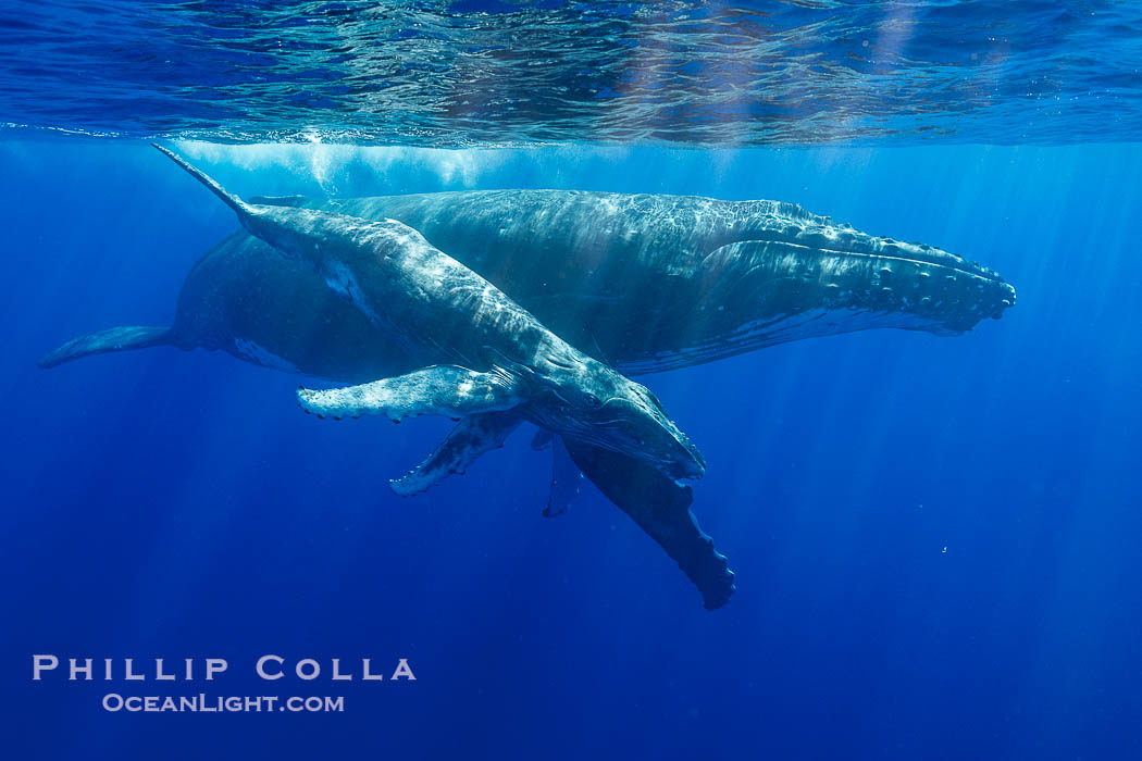 Mother and Calf South Pacific Humpback Whales Underwater, Moorea, French Polynesia. France, Megaptera novaeangliae, natural history stock photograph, photo id 40626