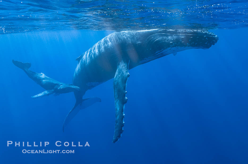 Mother and Calf South Pacific Humpback Whales Underwater, Moorea, French Polynesia. France, Megaptera novaeangliae, natural history stock photograph, photo id 40624