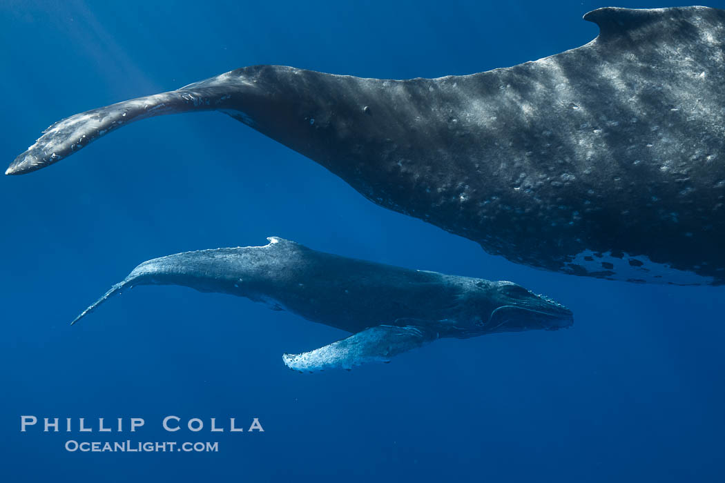 Mother and Calf South Pacific Humpback Whales Underwater, Moorea, French Polynesia. France, Megaptera novaeangliae, natural history stock photograph, photo id 40625