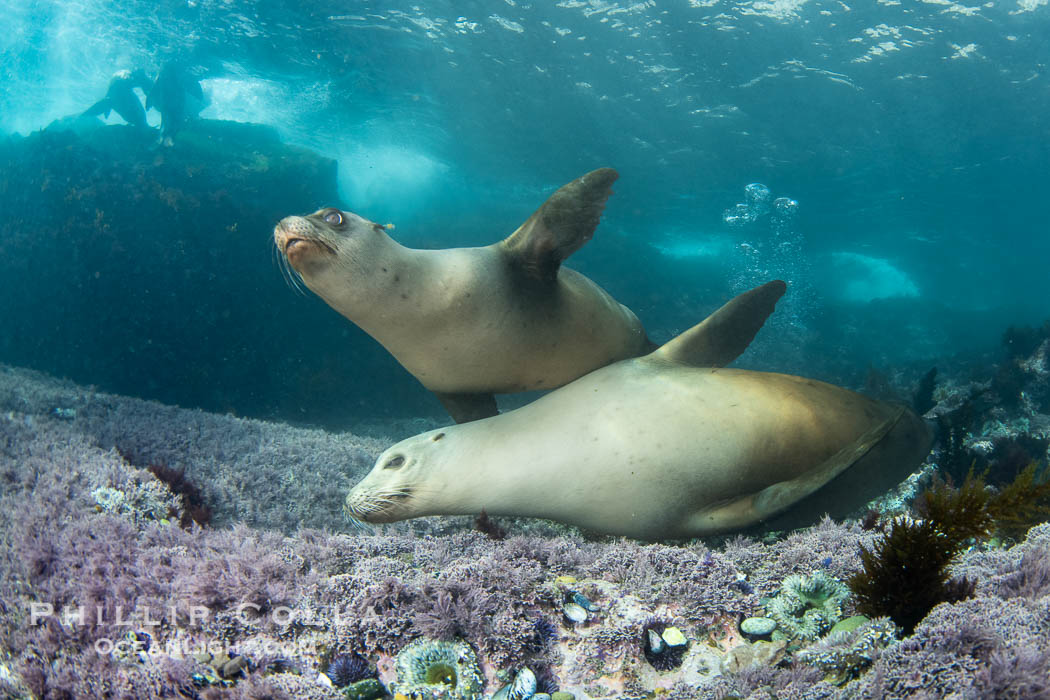 A mother California sea lion (bottom) and her pup (top), underwater at the Coronado Islands, Mexico. Mothers and pups spend much time together with the mother teaching her young padawan learner how to pursue prey, Zalophus californianus, Coronado Islands (Islas Coronado)