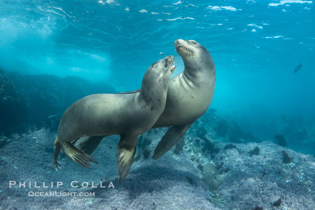 A mother California sea lion (right) and her pup (left), underwater at the Coronado Islands, Mexico. Mothers and pups spend much time together with the mother teaching her young padawan learner how to pursue prey, Zalophus californianus, Coronado Islands (Islas Coronado)