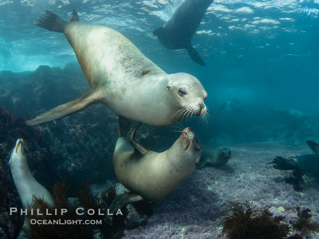 A mother California sea lion and her pup, underwater at the Coronado Islands, Mexico. Mothers and pups spend much time together with the mother teaching her young padawan learner how to pursue prey, Zalophus californianus, Coronado Islands (Islas Coronado)