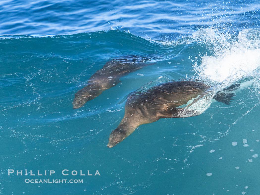 Mother sea lion teaches her young pup to bodysurf on waves. La Jolla, California, USA, natural history stock photograph, photo id 40831