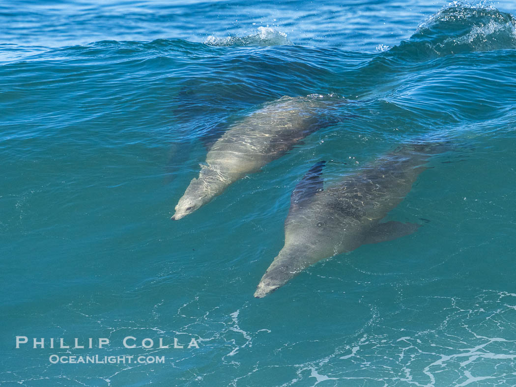 Mother sea lion teaches her young pup to bodysurf on waves. La Jolla, California, USA, natural history stock photograph, photo id 40825