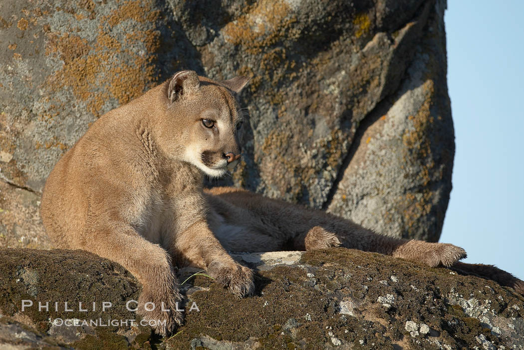 Mountain lion, Sierra Nevada foothills, Mariposa, California., Puma concolor, natural history stock photograph, photo id 15831