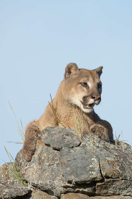 Mountain lion, Sierra Nevada foothills, Mariposa, California., Puma concolor, natural history stock photograph, photo id 15847