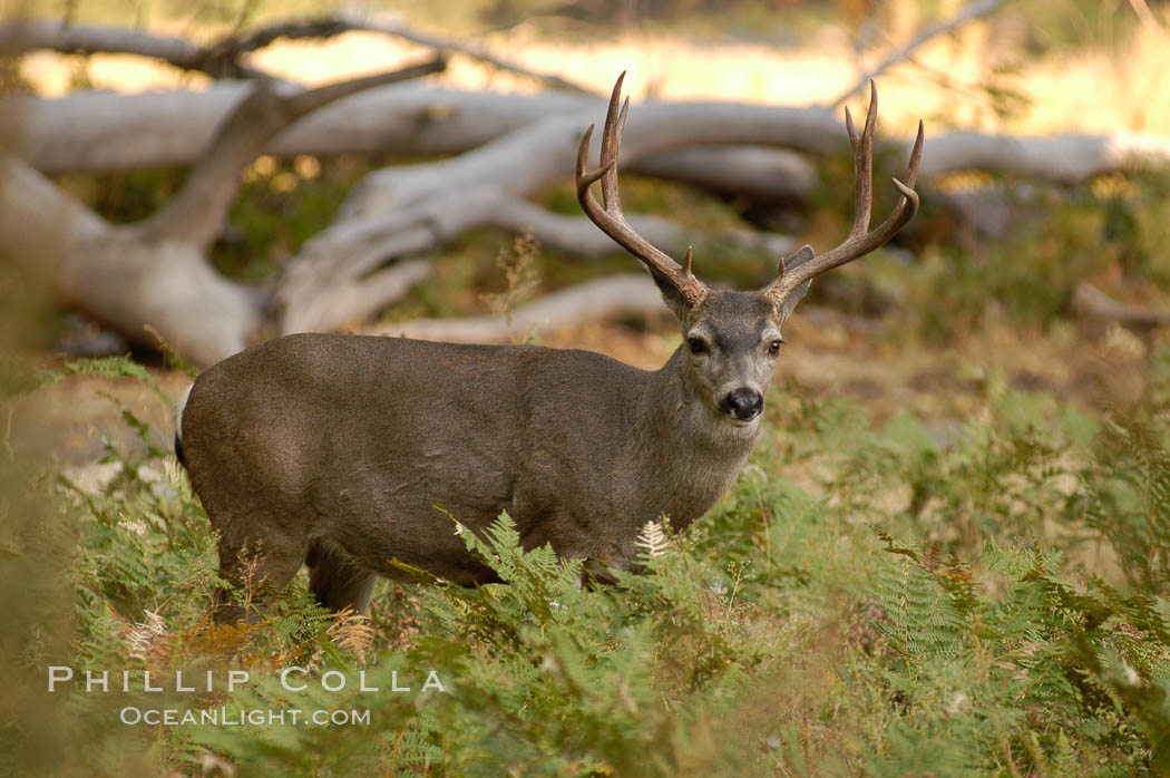 Mule deer, Yosemite Valley, Odocoileus hemionus, Yosemite National Park ...