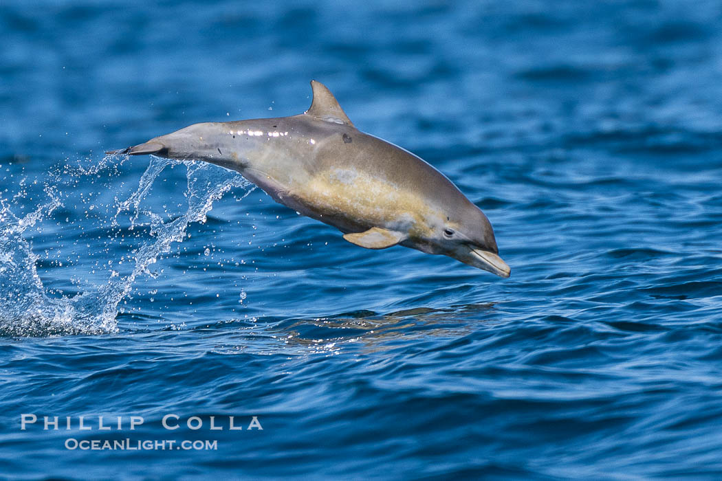 Newborn Baby Common Dolphin Leaping. This tiny newborn dolphin is so young embryonic folds are still visible on its sides. San Diego, California, USA, Delphinus delphis, natural history stock photograph, photo id 40606