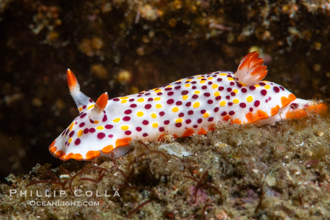 Norris' Chromodorid, Felimida norrisi, Sea of Cortez, Mexico. Isla Angel de la Guarda, Baja California, Felimida norrisi, natural history stock photograph, photo id 40356