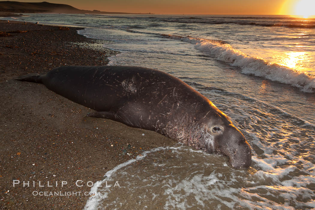 Northern elephant seal., Mirounga angustirostris, natural history stock photograph, photo id 26699