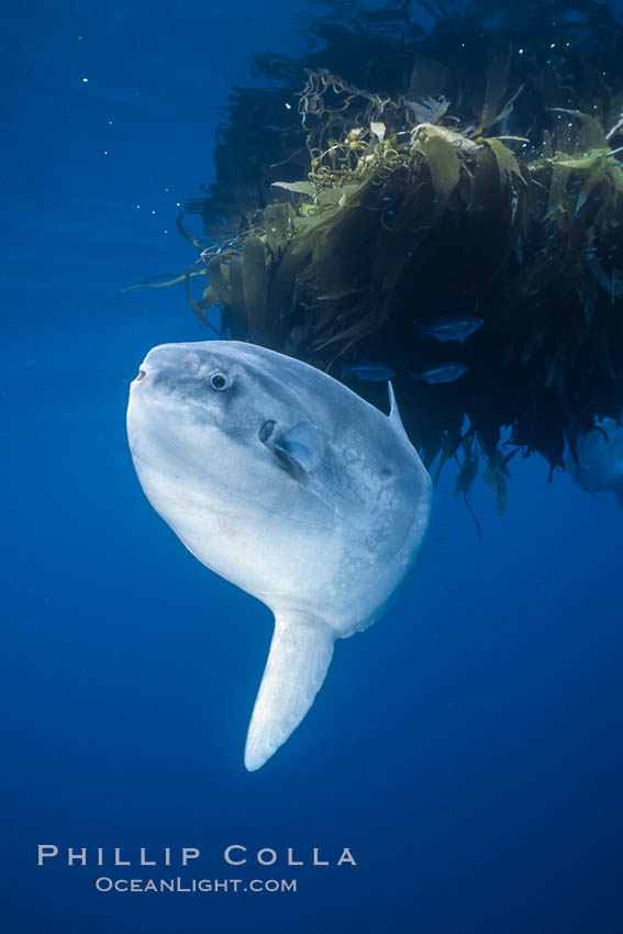 Ocean sunfish referencing drift kelp, open ocean near San Diego. California, USA, Mola mola, natural history stock photograph, photo id 03582