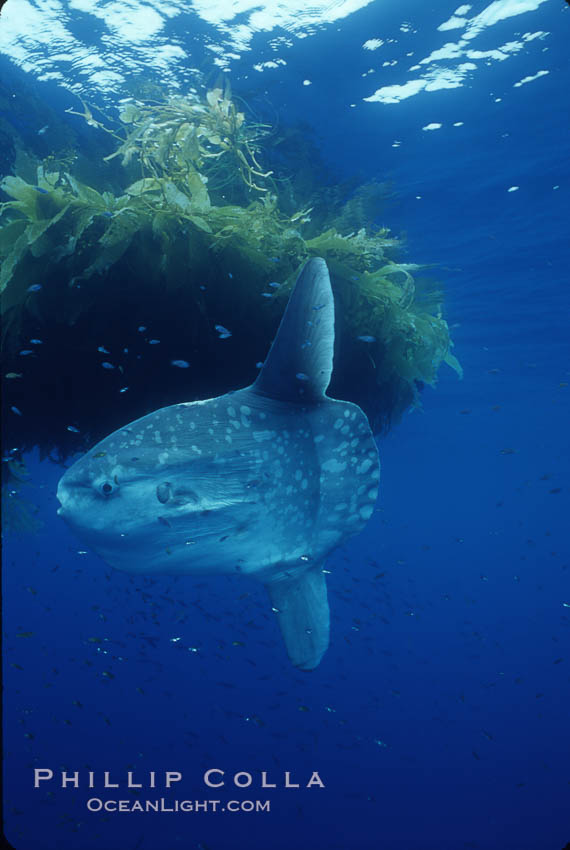 Ocean sunfish and drift kelp, open ocean. San Diego, California, USA, Mola mola, natural history stock photograph, photo id 03314