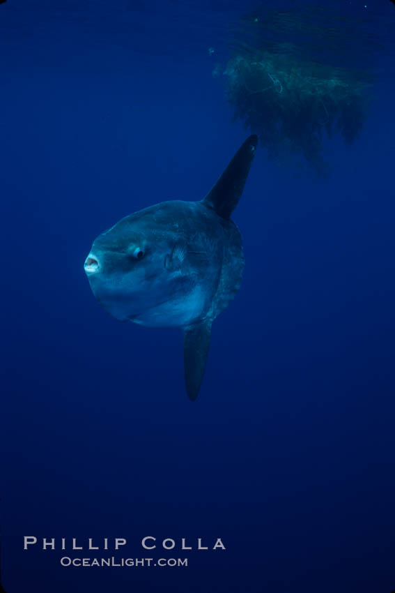 Ocean sunfish, open ocean. San Diego, California, USA, Mola mola, natural history stock photograph, photo id 03165