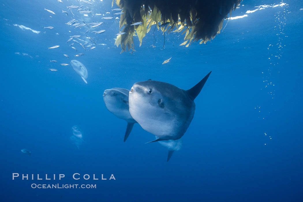 Ocean sunfish, open ocean near San Diego. California, USA, Mola mola, natural history stock photograph, photo id 03608