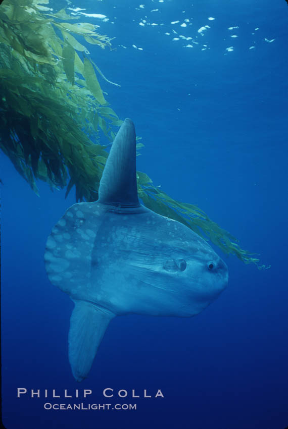 Ocean sunfish and drift kelp, open ocean. San Diego, California, USA, Mola mola, natural history stock photograph, photo id 03315