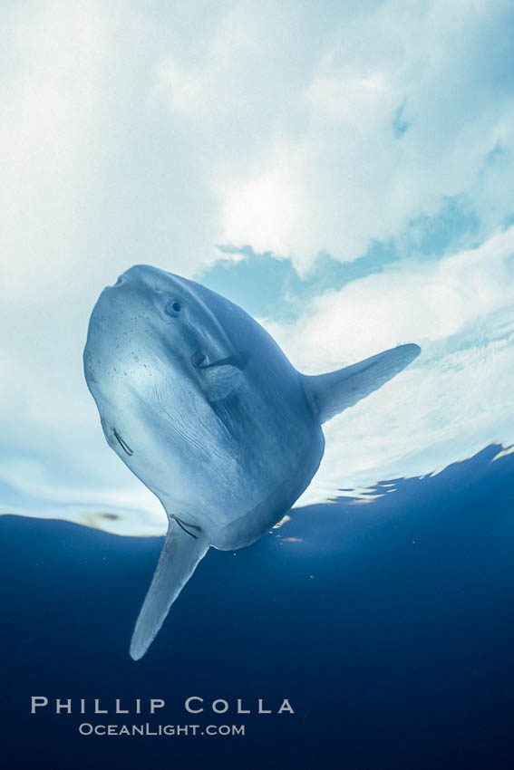 Ocean sunfish, basking at surface, open ocean, Baja California., Mola mola, natural history stock photograph, photo id 06415