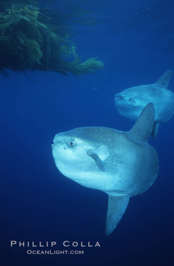 Ocean sunfish referencing drift kelp, open ocean near San Diego. California, USA, Mola mola, natural history stock photograph, photo id 03573