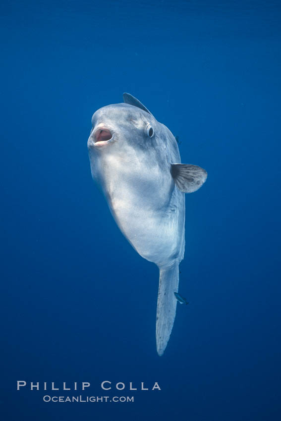 Ocean sunfish, open ocean near San Diego. California, USA, Mola mola, natural history stock photograph, photo id 03609