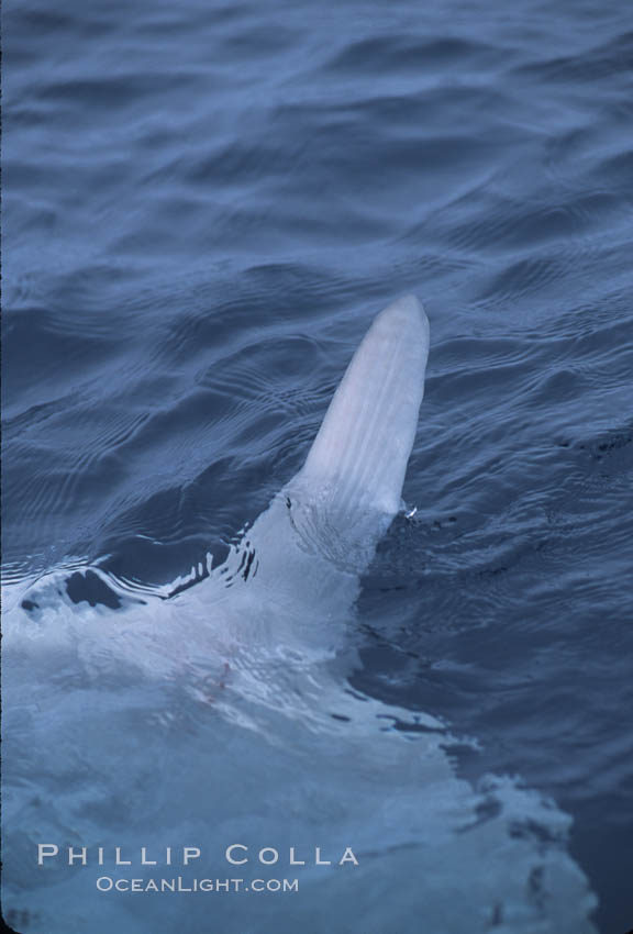 Ocean sunfish, finning at surface, open ocean near San Diego. California, USA, Mola mola, natural history stock photograph, photo id 04798