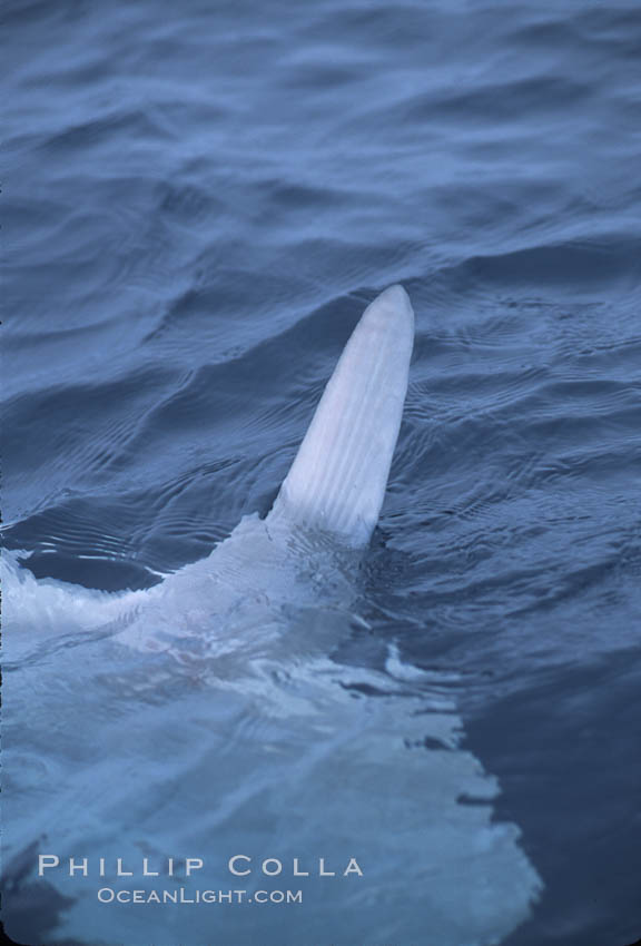 Ocean sunfish, finning at surface, open ocean near San Diego. California, USA, Mola mola, natural history stock photograph, photo id 04795