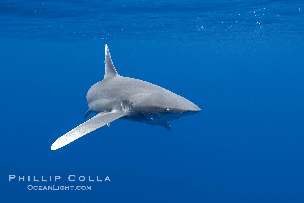 Oceanic Whitetip Shark Underwater, Moorea, French Polynesia, Carcharhinus longimanus. France, Carcharhinus longimanus, natural history stock photograph, photo id 40664