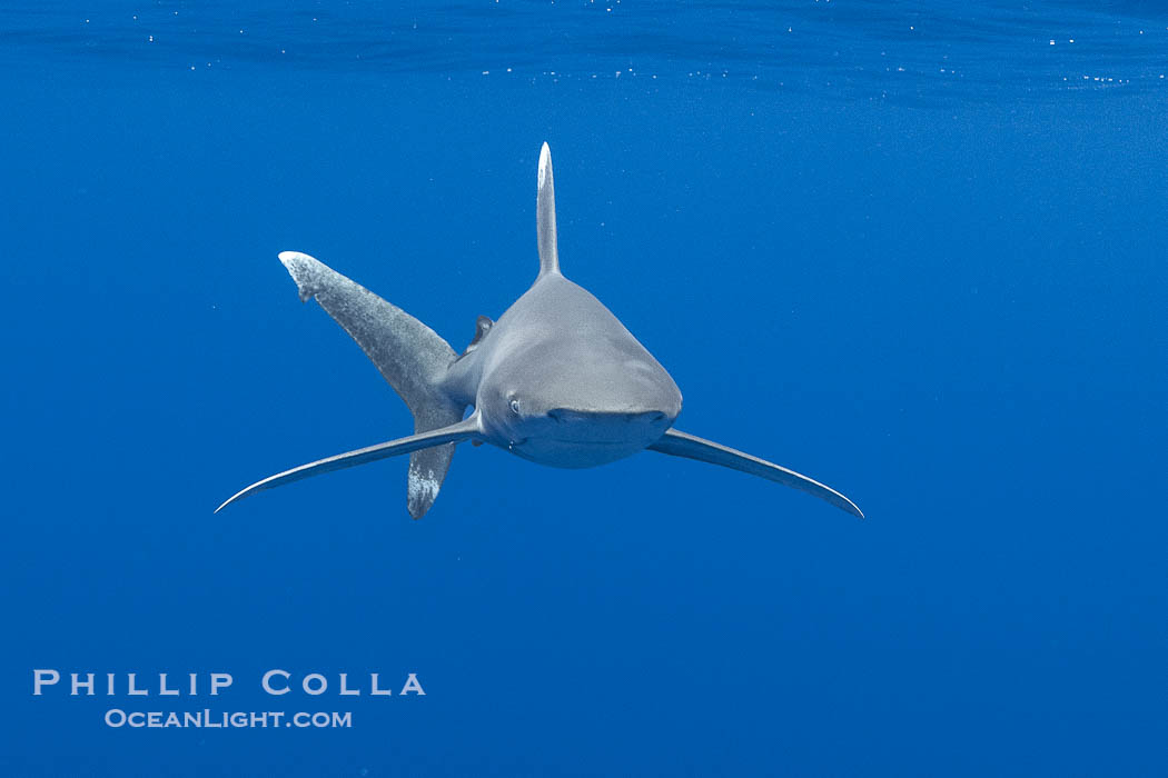 Oceanic Whitetip Shark Underwater, Moorea, French Polynesia, Carcharhinus longimanus. France, Carcharhinus longimanus, natural history stock photograph, photo id 40663