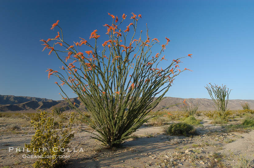 Ocotillo Photo, Stock Photograph of an Ocotillo, Fouquieria splendens ...