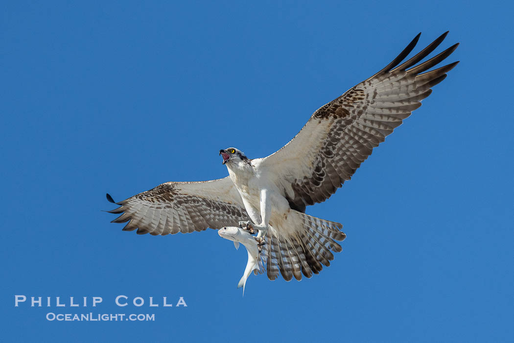 Osprey in Flight with Fish Prey, Fort De Soto, Florida. Fort De Soto Park, St. Petersburg, USA, Pandion haliaetus, natural history stock photograph, photo id 40582