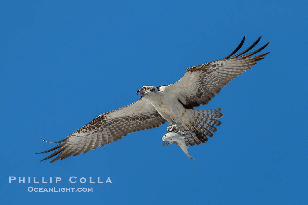 Osprey in Flight with Fish Prey, Fort De Soto, Florida. Fort De Soto Park, St. Petersburg, USA, Pandion haliaetus, natural history stock photograph, photo id 40581