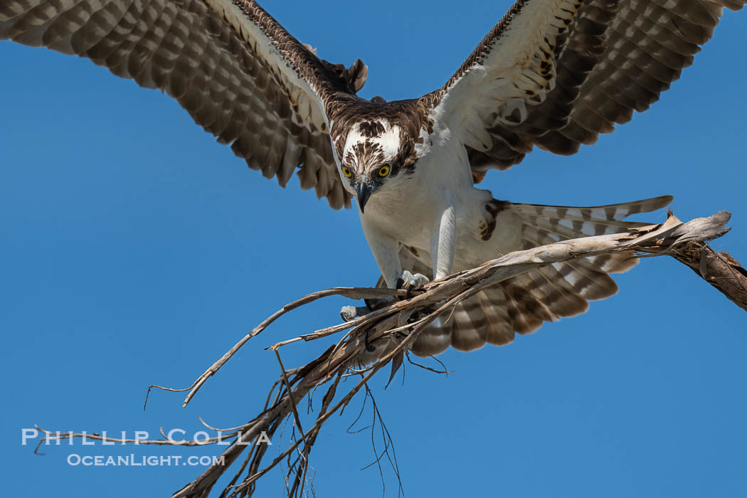 Osprey in Flight with Nesting Material, Fort De Soto, Florida. Fort De Soto Park, St. Petersburg, USA, Pandion haliaetus, natural history stock photograph, photo id 40603