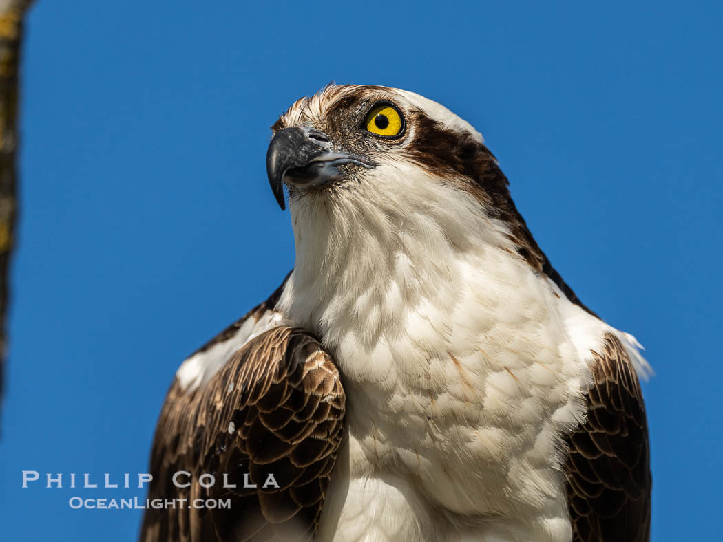 Osprey, Fort De Soto, Florida, Pandion haliaetus, Fort De Soto Park, St. Petersburg