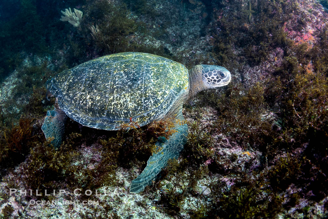 Pacific Green Sea Turtle, Chelonia mydas, grazing on marine algae, San Pedro Martir Island, Sea of Cortez. Isla San Pedro Martir, Sonora, Mexico, natural history stock photograph, photo id 40429