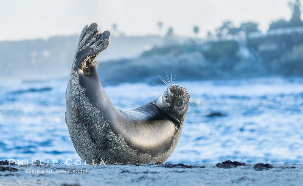 Pacific Harbor Seal at Children's Pool with La Jolla in the background. California, USA, natural history stock photograph, photo id 40697