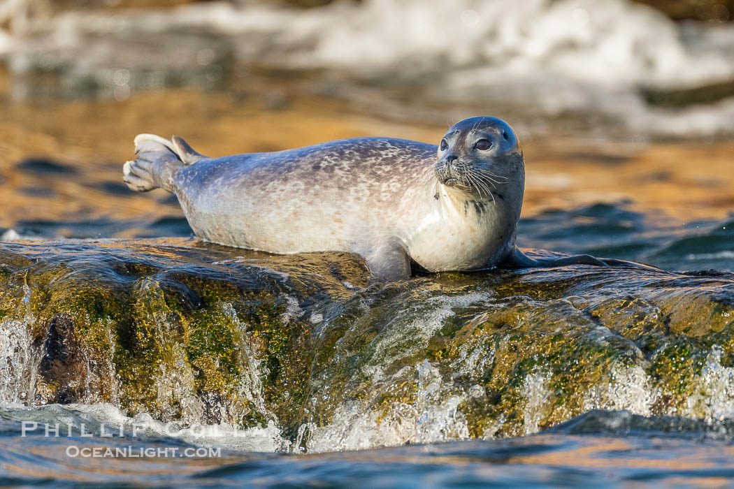 Pacific Harbor Seal Hauled on on Rocks at low tide, La Jolla's Children's Pool. California, USA, natural history stock photograph, photo id 40754