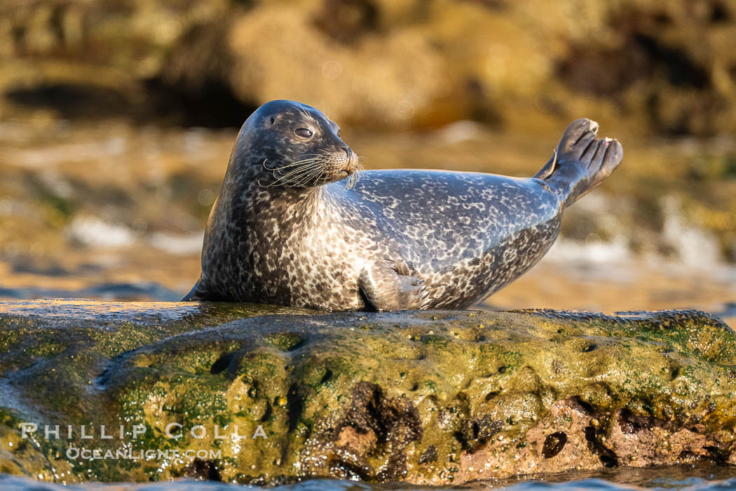 Pacific Harbor Seal Hauled on on Rocks at low tide, La Jolla's Children's Pool. California, USA, natural history stock photograph, photo id 40753