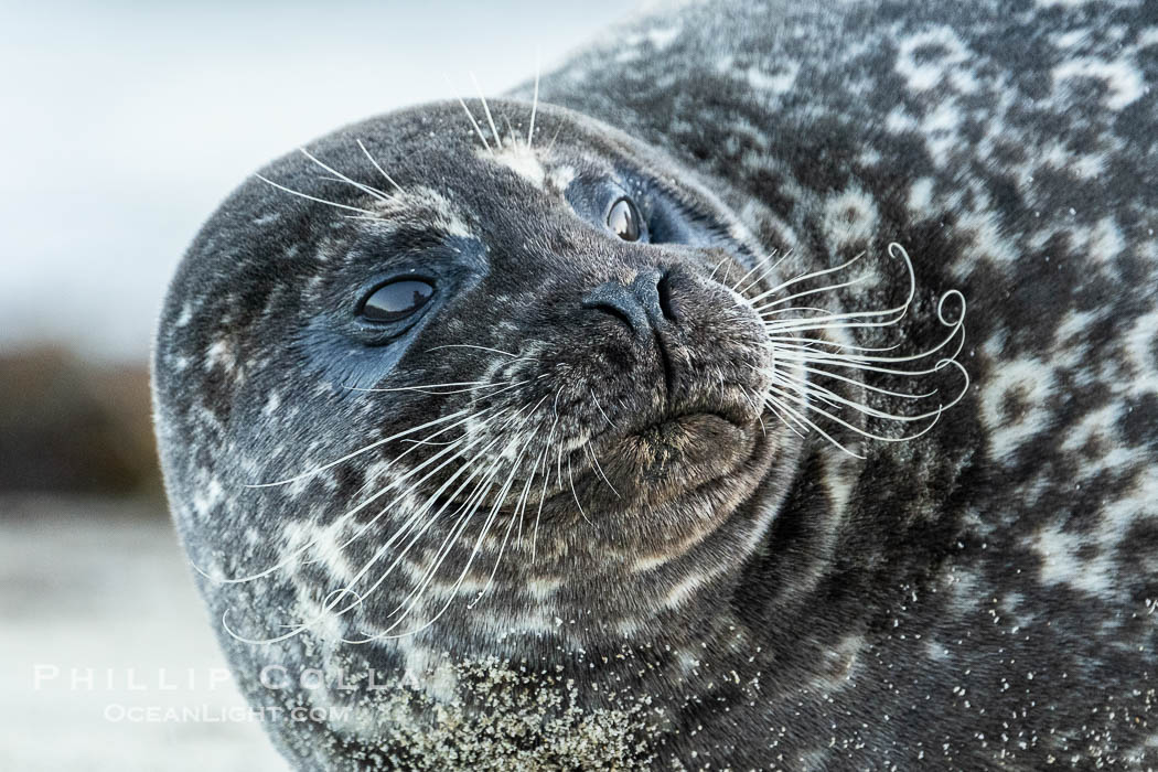 Pacific Harbor Seal in La Jolla's Children's Pool. California, USA, natural history stock photograph, photo id 40695